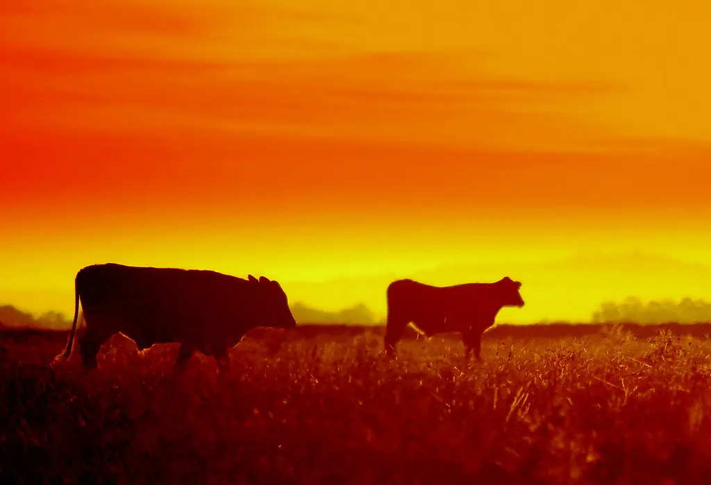 Campo e transporte rural no Brasil