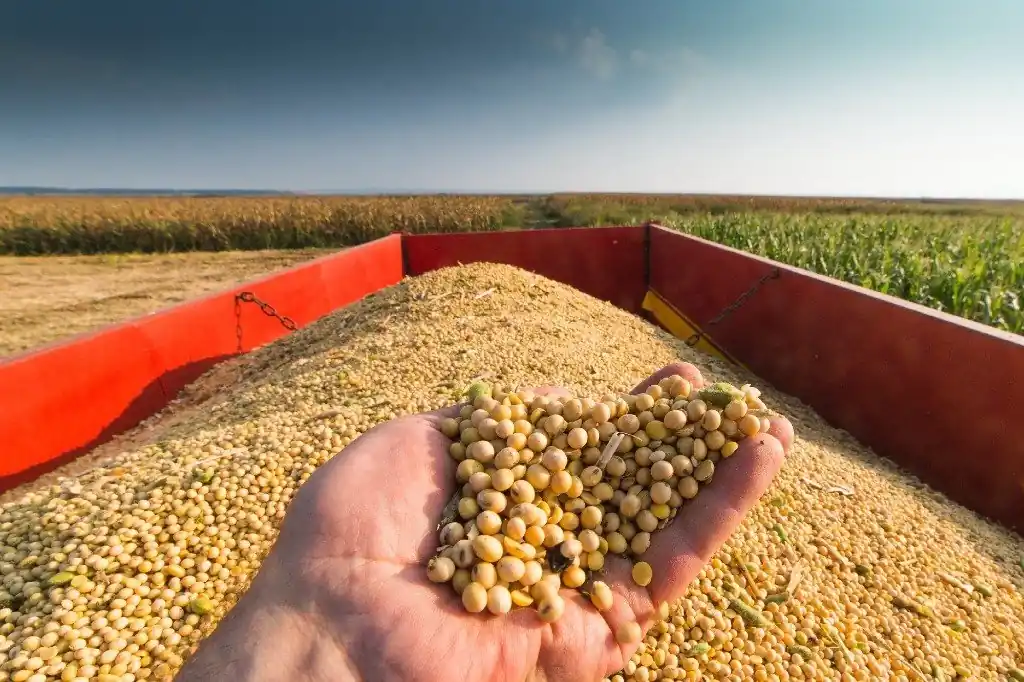 Lavoura de soja — Alongamento de Dívidas Rurais em Alta Floresta, Mato Grosso