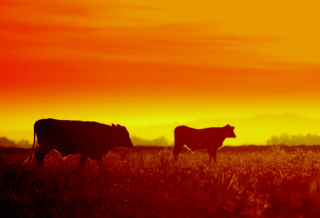 Campo e transporte rural no Brasil